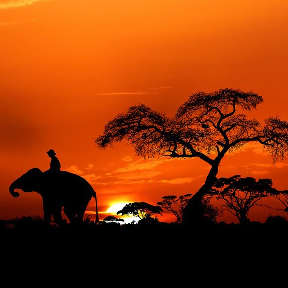 Wildlife & Safari