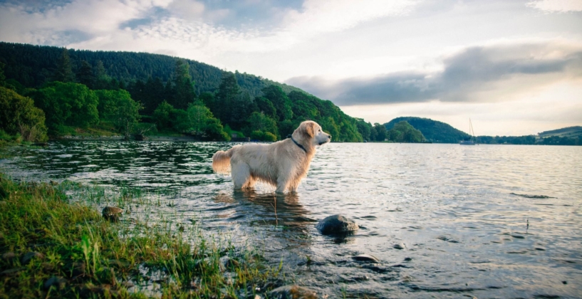 The Lake