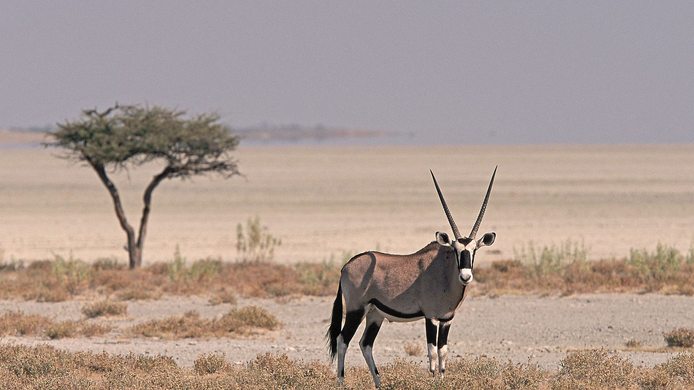 Wildlife at Sossusvlei