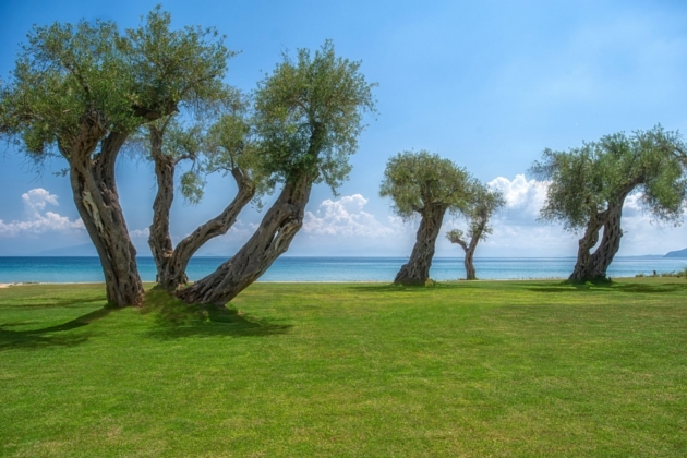 Garden with Olive trees