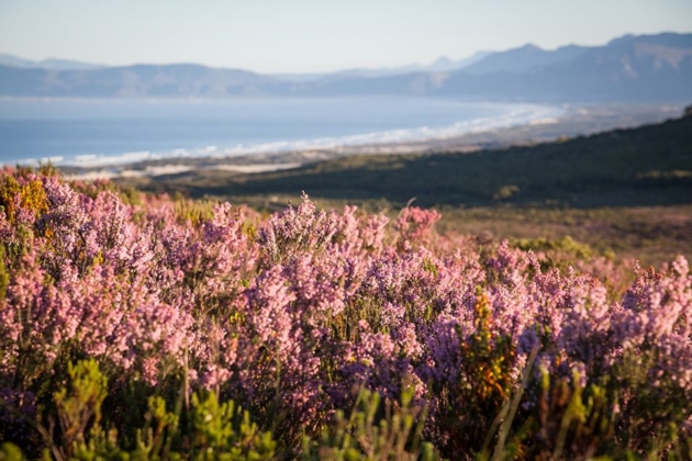 Fynbos