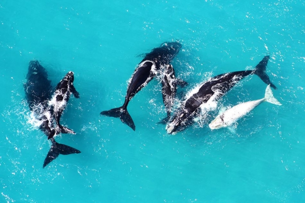 Whale watching