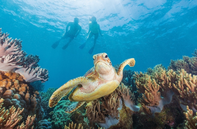 Snorkelling
