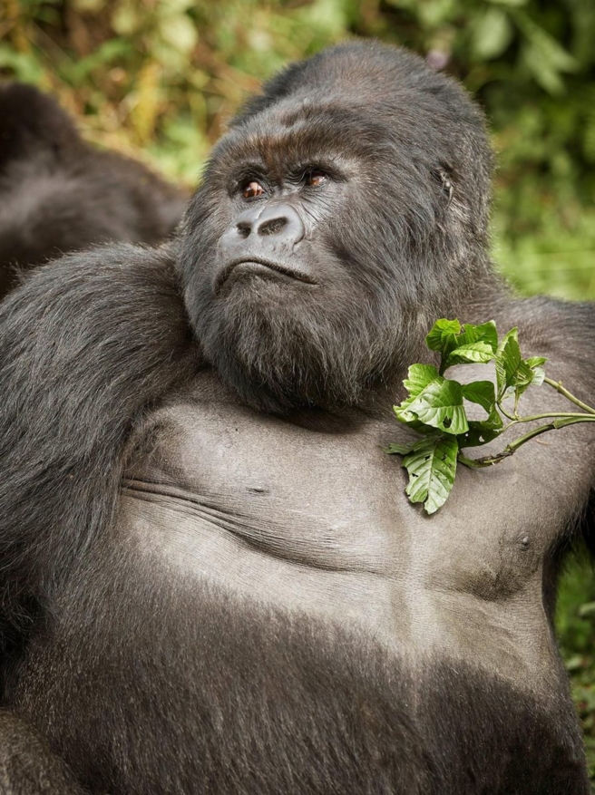 Gorilla Tracking
