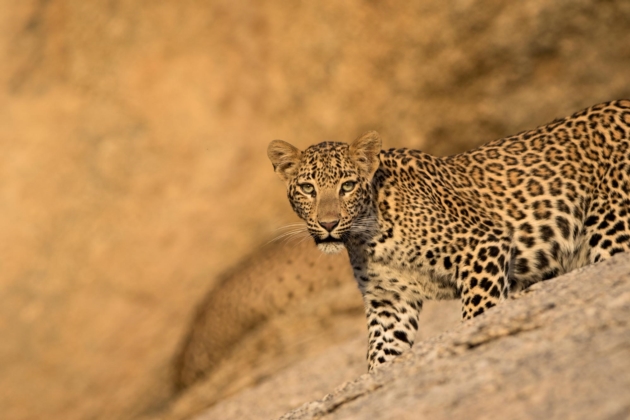 Leopards